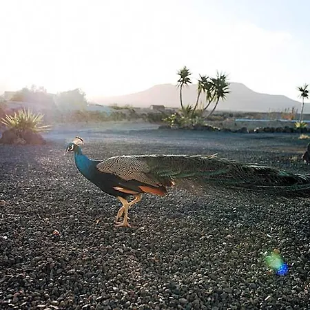 Surf & Yoga Retreats Fuerteventura *